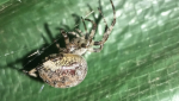 observation image